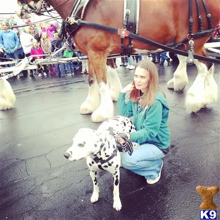 Dalmatian stud dog