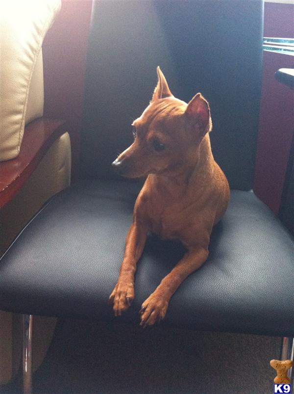 Miniature Pinscher dog