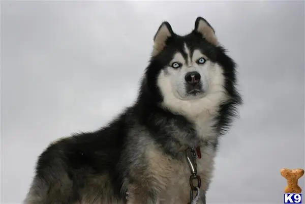 Siberian Husky stud dog