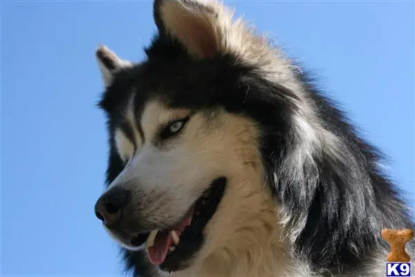 Siberian Husky stud dog