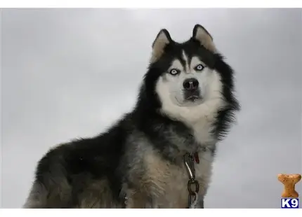 Siberian Husky