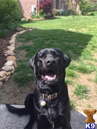 Labrador Retriever stud dog