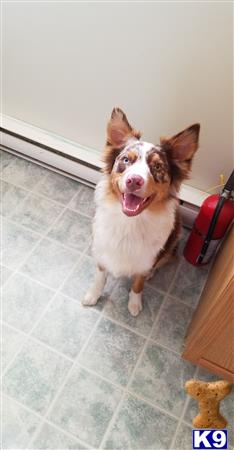 Australian Shepherd female dog