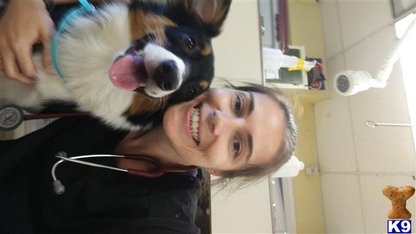 Australian Shepherd female dog