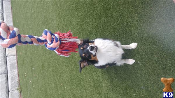 Australian Shepherd female dog