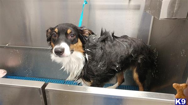 Australian Shepherd female dog