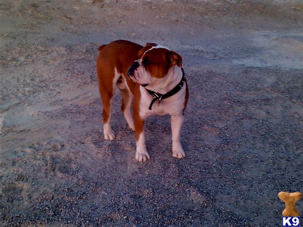 Old English Bulldog stud dog