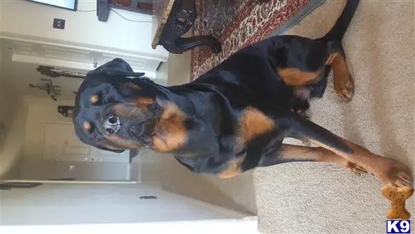 Rottweiler