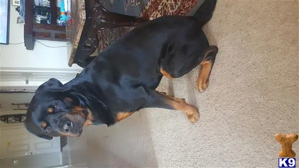 Rottweiler stud dog