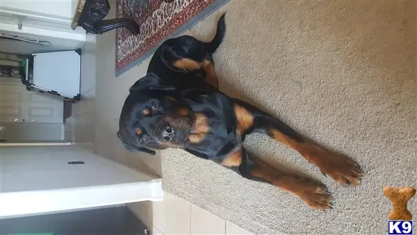 Rottweiler stud dog