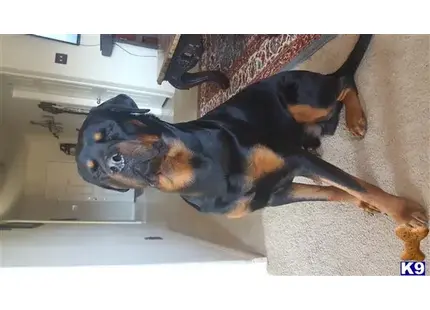 Rottweiler