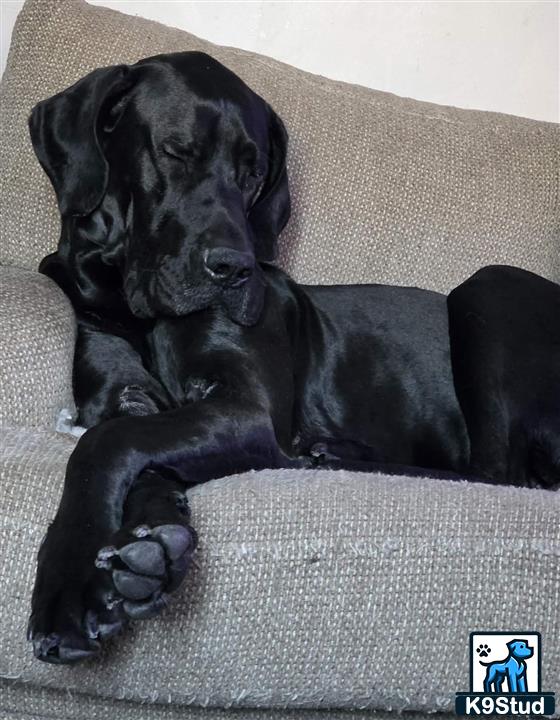 a black great dane dog lying on a couch