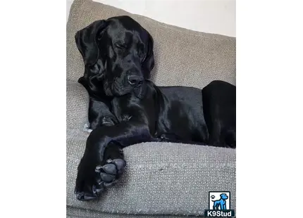 a black great dane dog lying on a couch