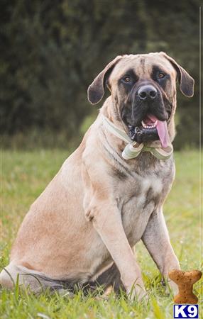 a mastiff dog lying in the grass