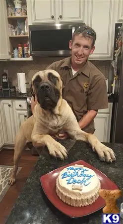 Mastiff stud dog