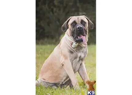 Mastiff