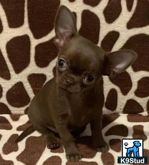 Chihuahua puppy for sale