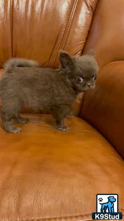 a cat standing on a couch