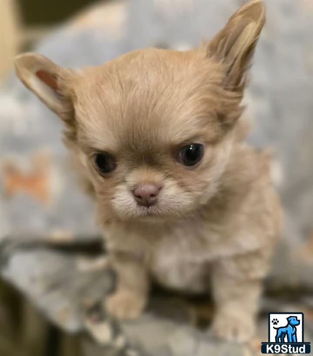 a small orange and white chihuahua dog