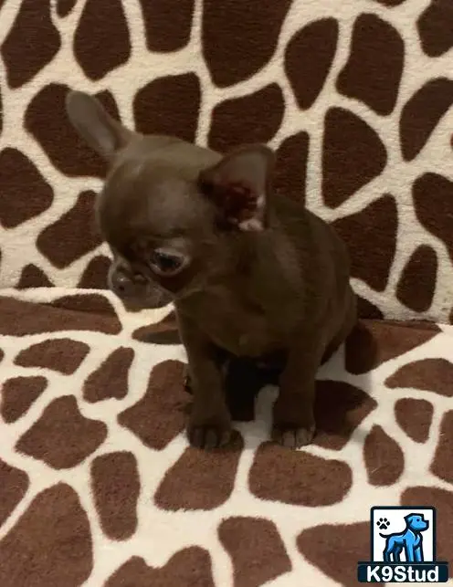 Chihuahua puppy for sale