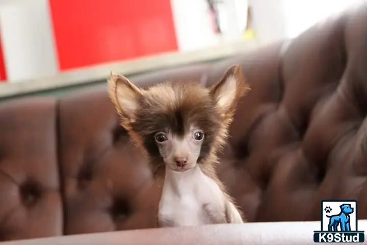 Chinese Crested puppy for sale