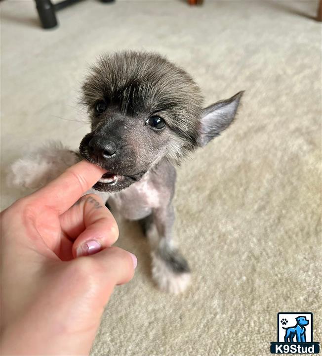 a hand holding a small chinese crested dog