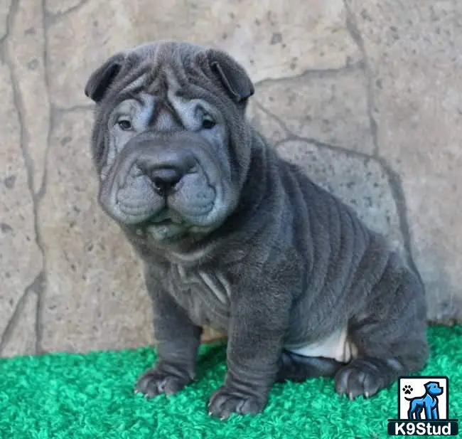 Chinese Shar Pei puppy for sale