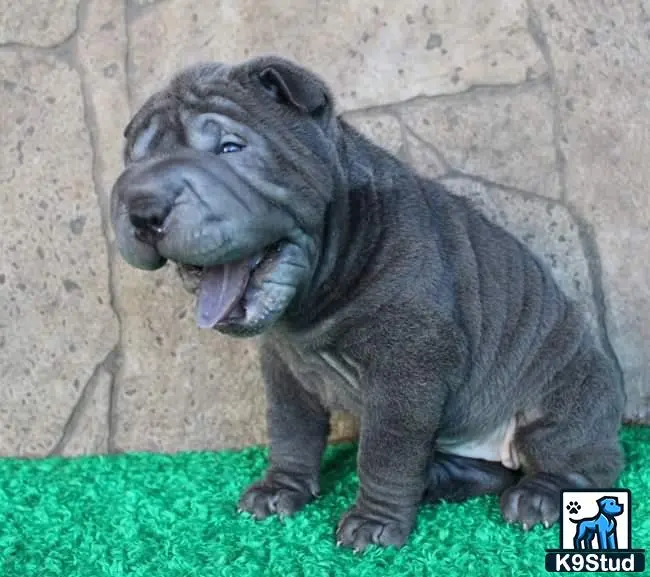 Chinese Shar Pei puppy for sale