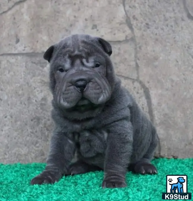 Chinese Shar Pei puppy for sale