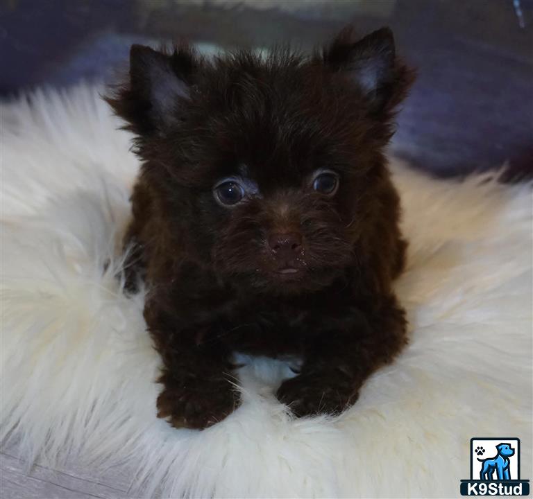 a small black kitten