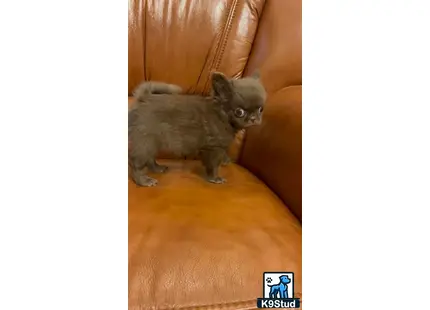 a cat standing on a couch