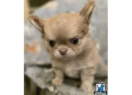 a small orange and white chihuahua dog