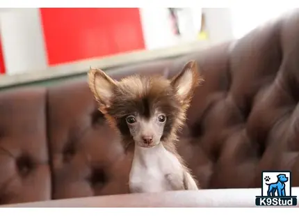 Chinese Crested