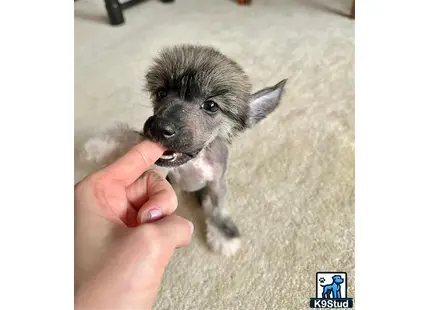 a hand holding a small chinese crested dog