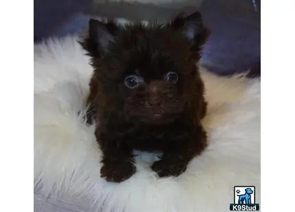 a small black kitten