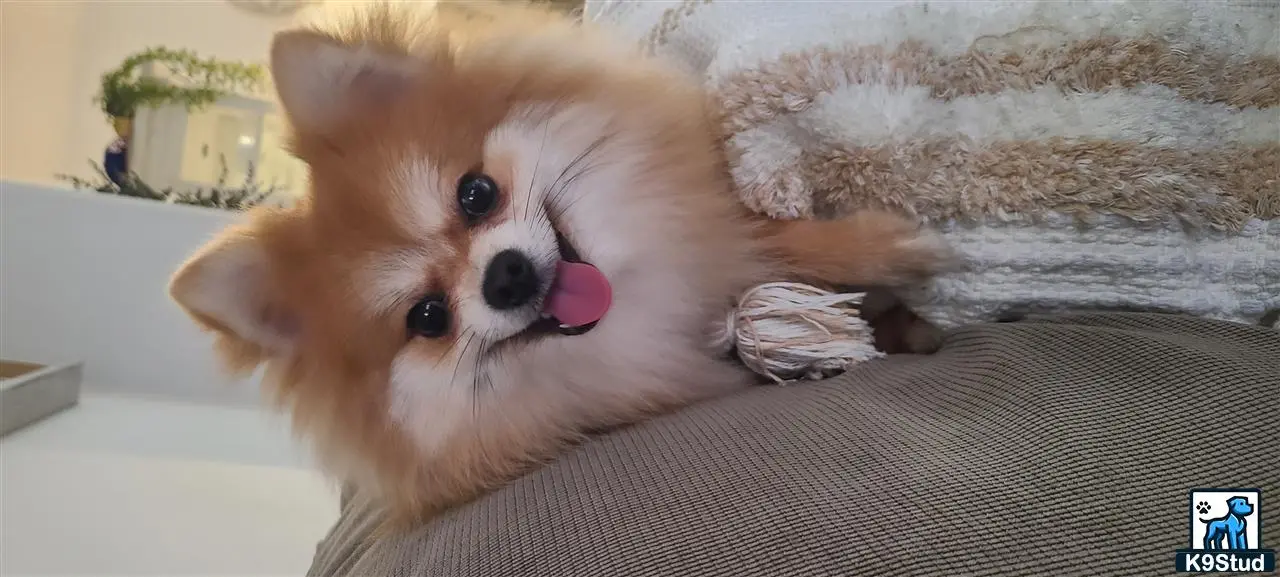 Pomeranian