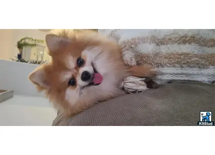 Pomeranian