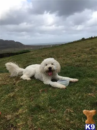 Goldendoodles stud dog