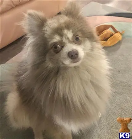 Pomeranian stud dog