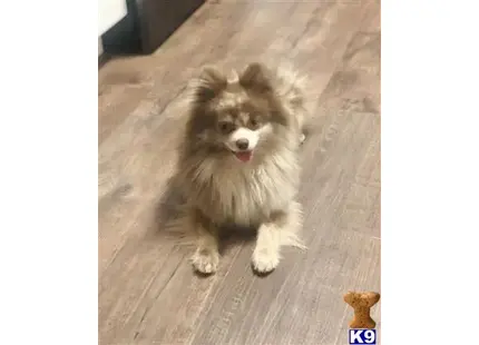 Pomeranian