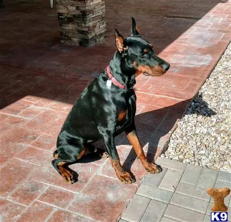 Doberman Pinscher