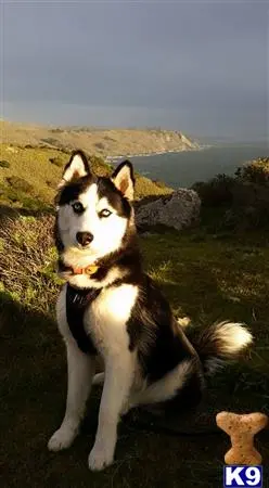 Siberian Husky stud dog