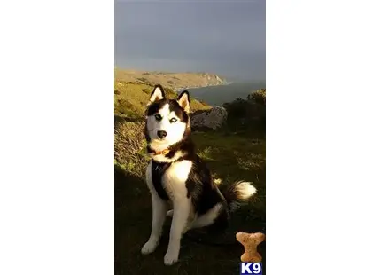 Siberian Husky