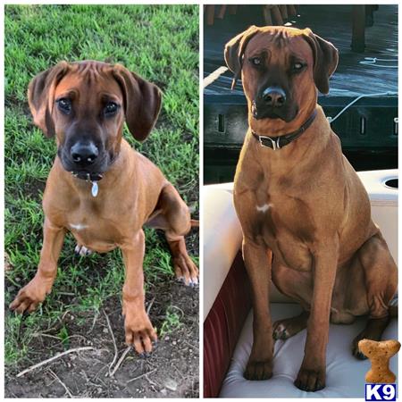 Rhodesian Ridgeback stud dog