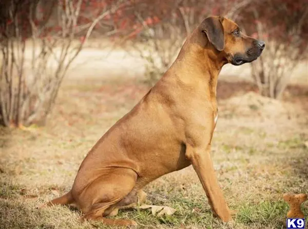 Rhodesian Ridgeback stud dog