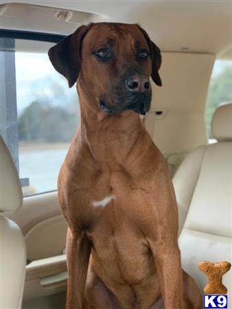 Rhodesian Ridgeback stud dog