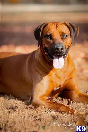 Rhodesian Ridgeback stud dog