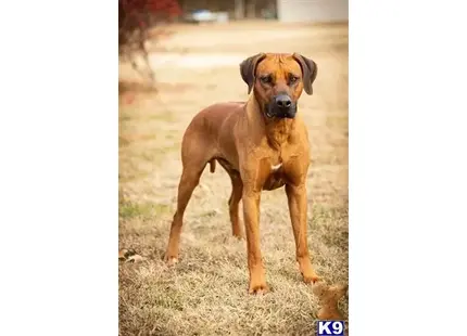 Rhodesian Ridgeback