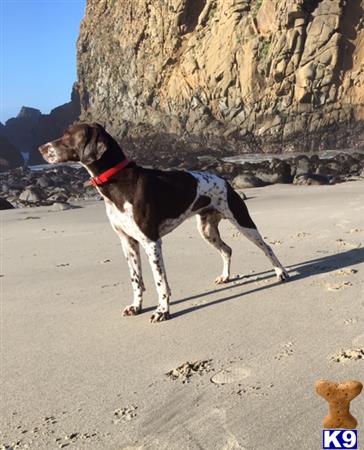 a german shorthaired pointer dog standing on a road