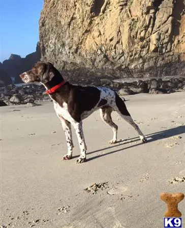 German Shorthaired Pointer stud dog